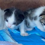 drie kittens